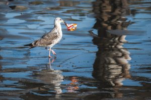 Gull with garbage